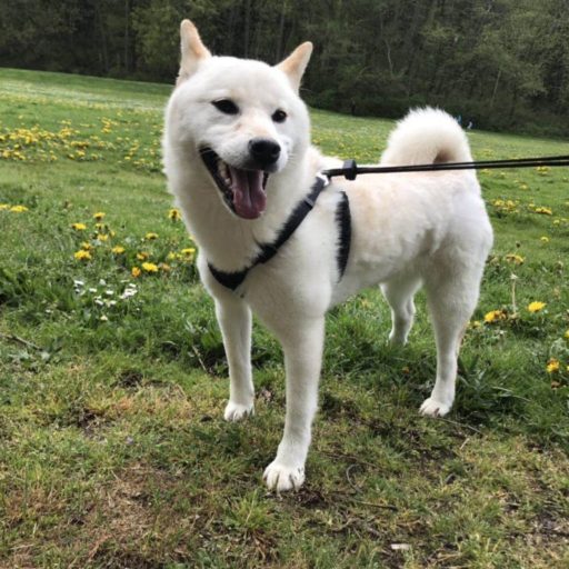 My name is Mika. I am a white Shiba. I have cute eyes and I love my mama. (Click to see more)