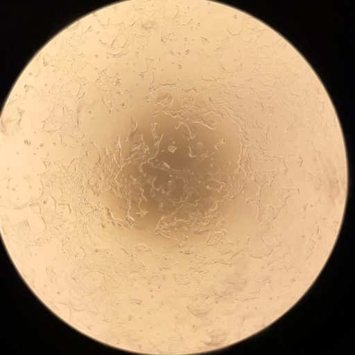 Research on novel theranostic nanoparticle conjugates for imaging and delivering therapeutic payload in cancer therapy (Chemotherapy, Immunotherapy, Gene therapy) (Click to learn more)